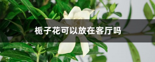 栀子花可以放在客厅吗