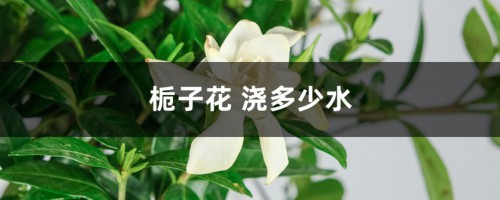 栀子花浇多少水