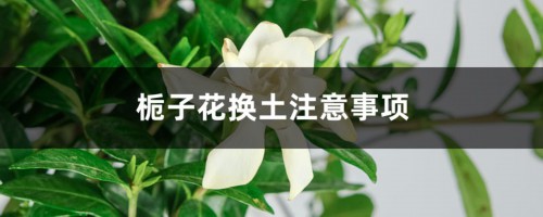 栀子花换土注意事项