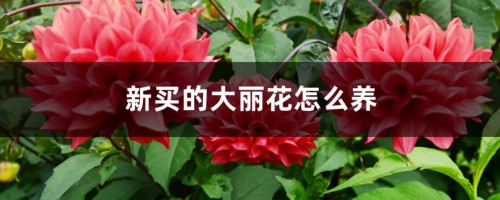 新买的大丽花怎么养