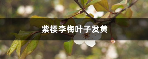 紫樱李梅黄叶的原因和处理办法