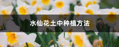 水仙花土中种植方法，水仙花种球开花后怎么保存