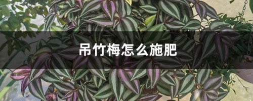 吊竹梅怎么施肥