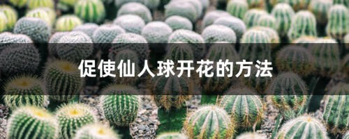 促使仙人球开花的方法